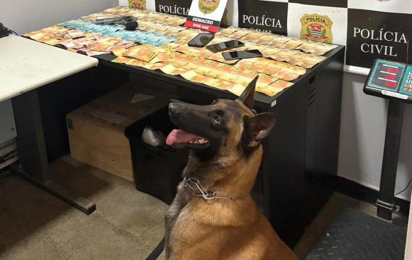 Atuação do Canil da GCM de São Caetano em operações e ações preventivas é destaque no Dia Mundial do Cão