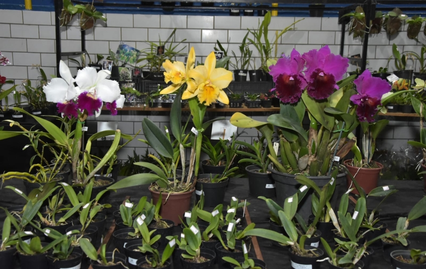 Exposição leva orquídeas ao Cine Theatro Carlos Gomes de sexta a domingo