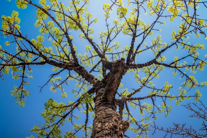 Certificado internacional reconhece Santo André como modelo em arborização urbana