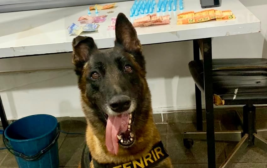 Atuação da polícia civil faz apreensão de drogas com ajuda de cão farejador