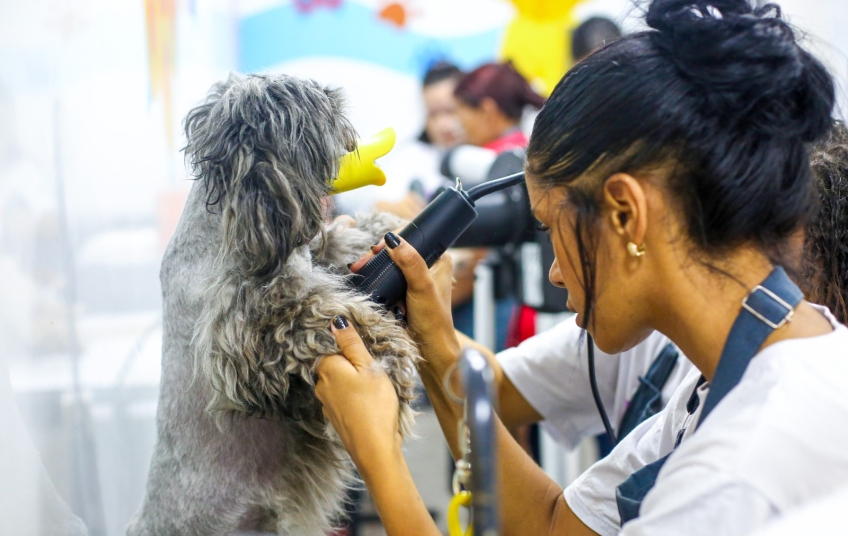 Ribeirão Pires abre inscrições para curso gratuito de Banho e Tosa