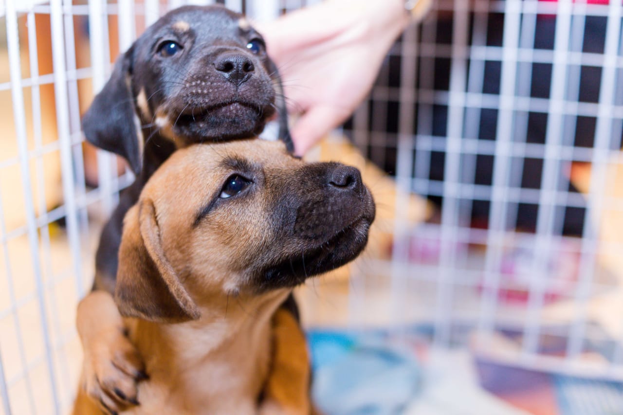 Santo André promove feira de adoção de animais neste domingo, no Parque Central