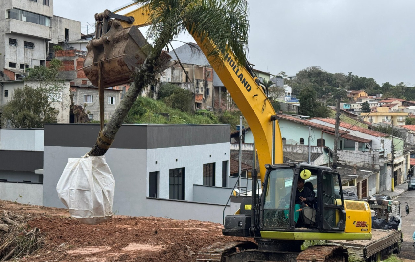 Prefeitura de Ribeirão Pires realiza realocação de palmeiras da Avenida Prefeito Valdírio Prisco