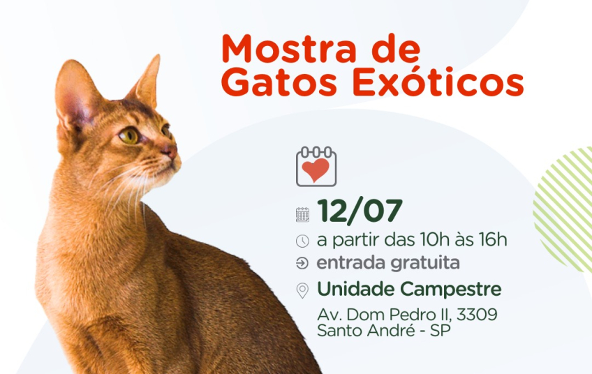 Santo André se rende ao universo felino na 3ª Mostra de Gatos Exóticos do Dr. Hato