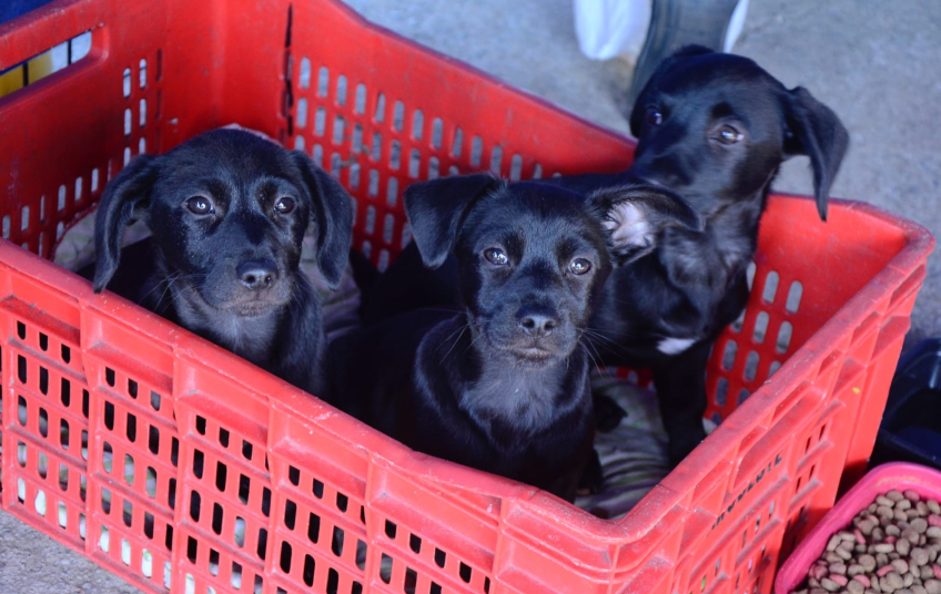 Santo André promove feira de adoção com 117 animais no Parque Central neste domingo