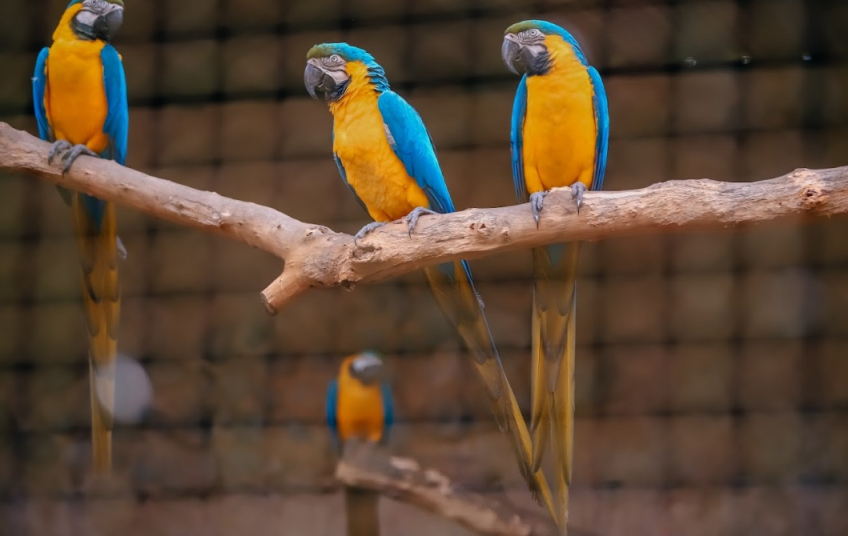 Zoo de São Bernardo completa 40 anos neste domingo sendo referência no tratamento de animais resgatados