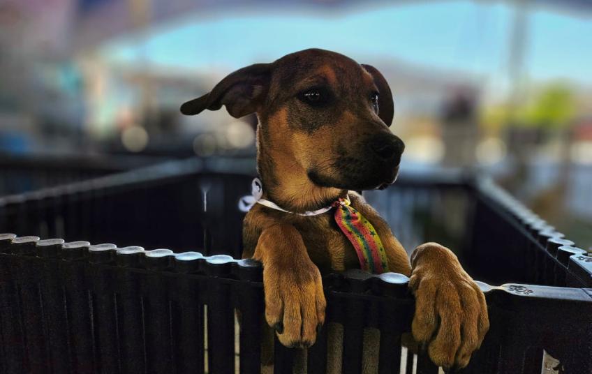 Tigela Cheia neste sábado (29) com troca de PETs por ração em Ribeirão Pires