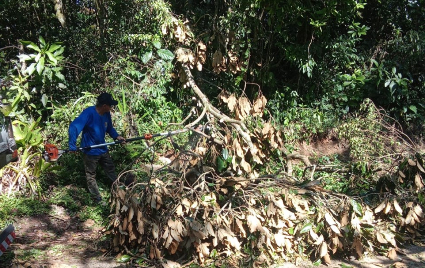 Ribeirão Pires atende 66 ocorrências por queda de árvores devido ao ciclone tropical nos últimos dias