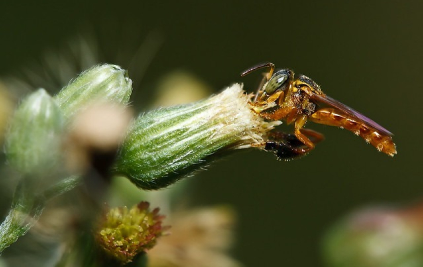 Mauá passa a integrar Rede para o Desenvolvimento Urbano Sustentável (ReDUS)