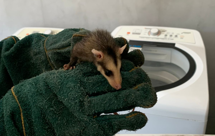 Na última terça-feira de 2025, agentes ambientais libertam 13 saruês