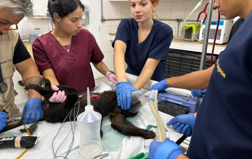 Zoo de São Bernardo inicia o ano com acolhimento de 80 animais e reforça papel como unidade de conservação e cuidado especializado   