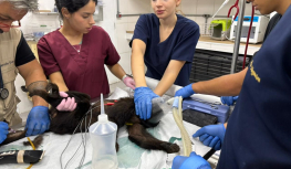 Zoo de São Bernardo inicia o ano com acolhimento de 80 animais e reforça papel como unidade de conservação e cuidado especializado   