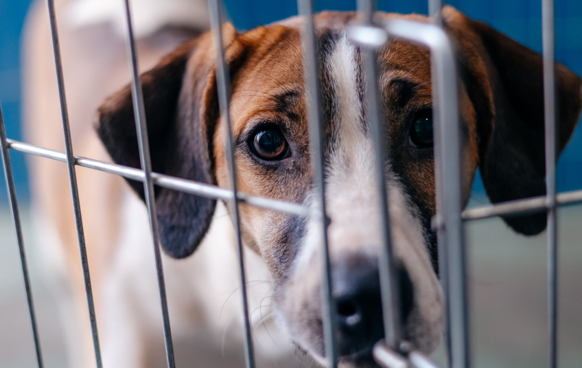 CCZ de São Bernardo realiza feira de adoção de pets neste sábado